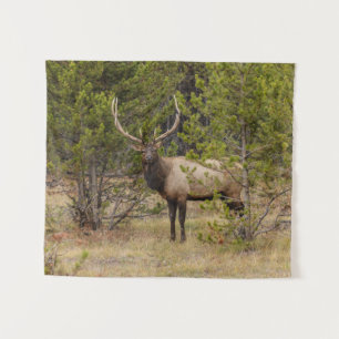 Tenture Bull Elk   Au parc national de Yellowstone