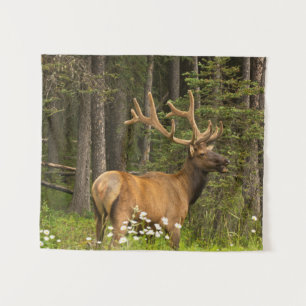 Tenture Bull Elk en Velvet, Canada