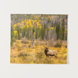 Tenture Bull Elk Rocky Mountain National Park Colorado