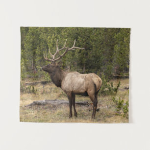 Tenture Bull Elk Yellowstone National Park, Wyoming