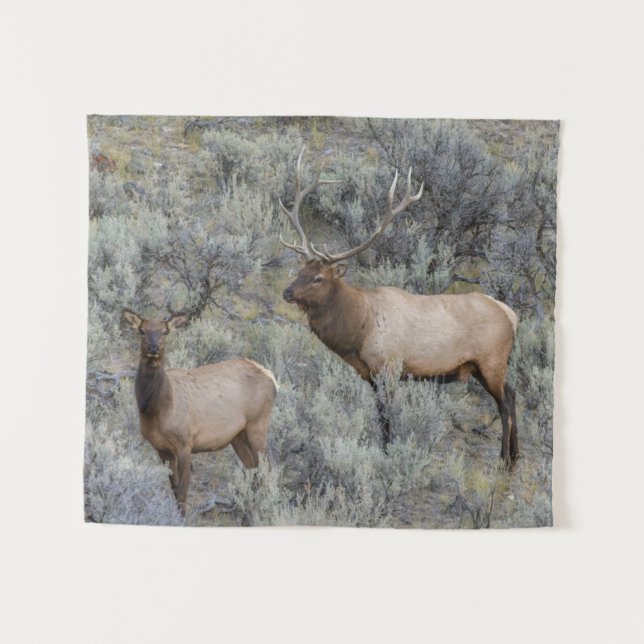 Tenture Bull Elk | Yellowstone National Park, Wyoming (Devant (Horizontal))