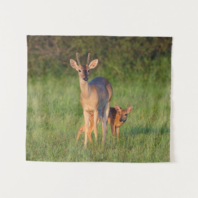 Tenture Cerf à queue blanche | Habitat herbeux (Devant (Horizontal))