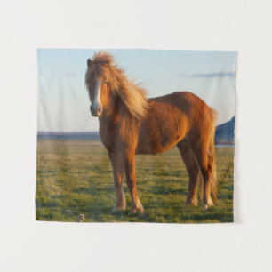 Tenture Cheval islandais au soleil couchant
