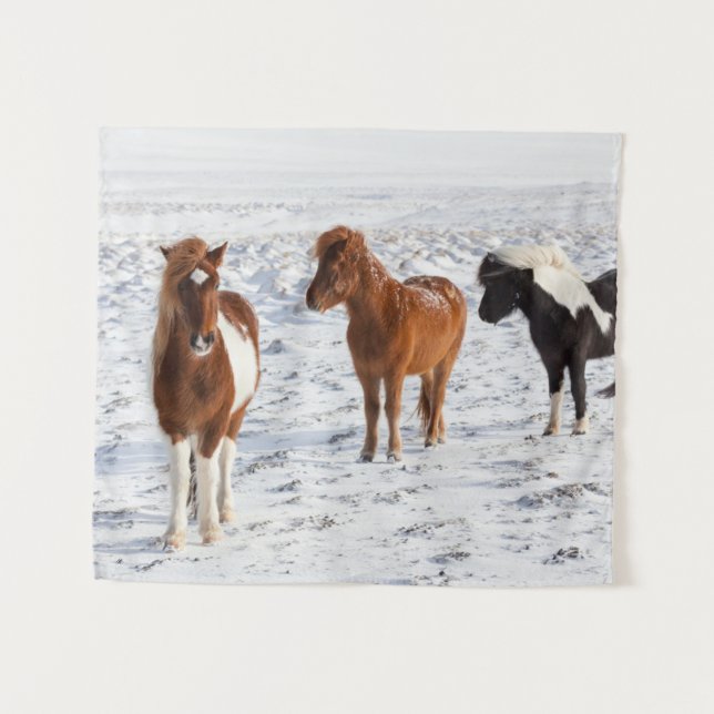 Tenture Cheval islandais avec manteau d'hiver typique (Devant (Horizontal))