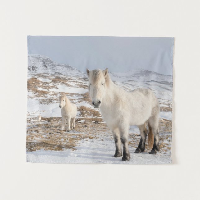 Tenture Cheval islandais | Blonduos, Islande (Devant (Horizontal))