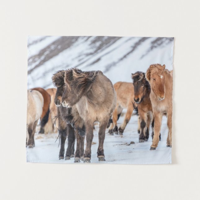 Tenture Chevaux islandais dans les pâturages d'hiver près  (Devant (Horizontal))