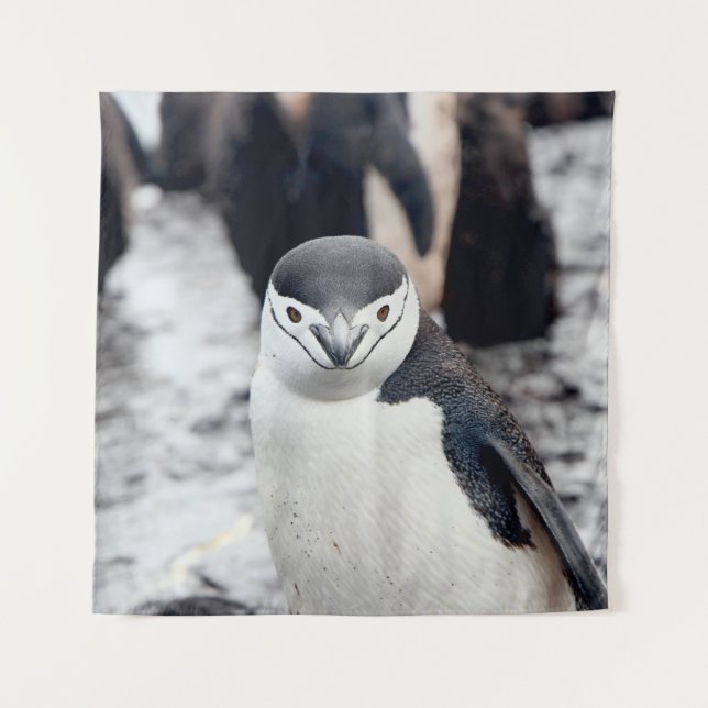 TENTURE CHINSTRAP PENGUIN (Devant)