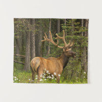 Élan mâle en velours, Canada