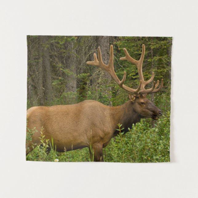 Tenture Élan mâle | Parc national Banff, Alberta, Canada (Devant (Horizontal))