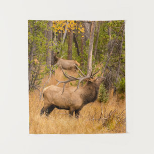 Tenture Élan mâle Parc national de Rocky Mountain, Color
