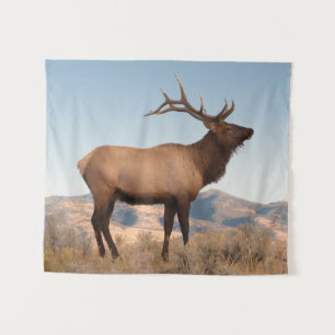 Tenture Élan mâle près de Mammoth Wyoming