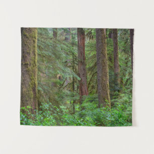 Tenture Forêt nationale de Willamette   Oregon