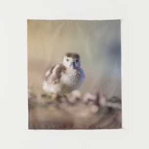 Tenture Goose Chick Nature Photo