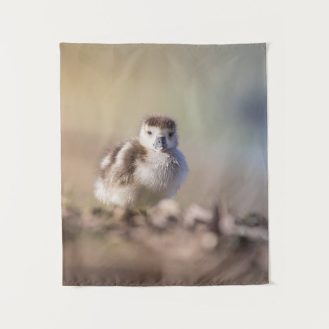 Tenture Goose Chick Nature Photo (Devant)