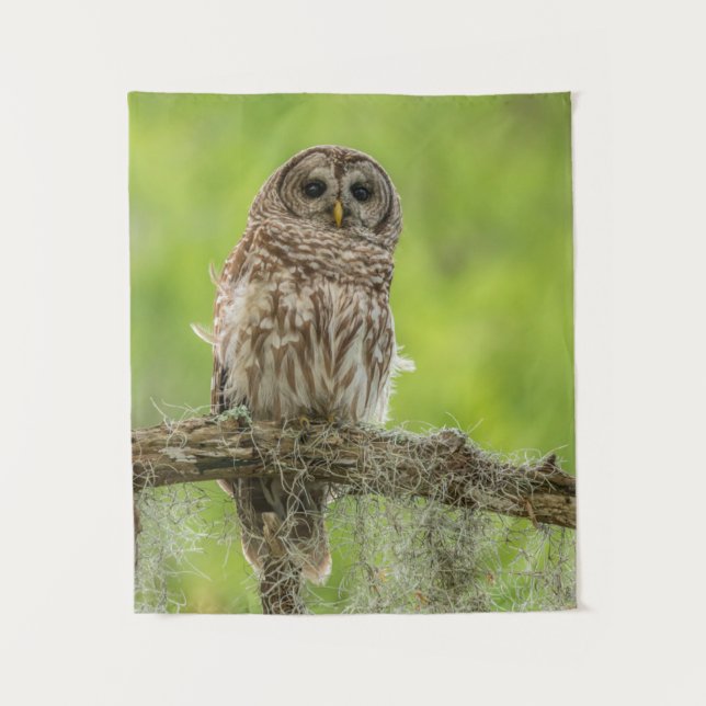 Tenture Hibou rayé sur branche d'arbre (Devant)