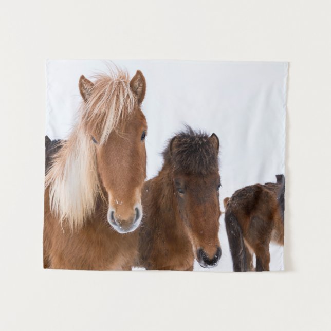 Tenture Jolis chevaux islandais ensemble (Devant (Horizontal))
