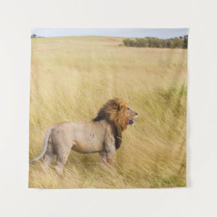 Tenture LION Brown SUR LE CHAMP GRASS PENDANT LA JOURNÉE