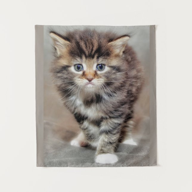 Tenture Maine Coon ‎ Kitten (Devant)
