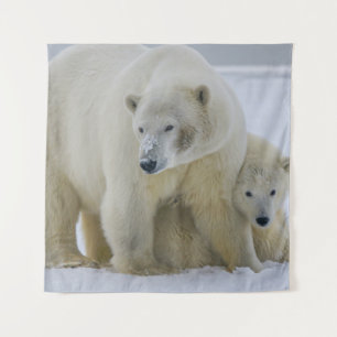 TENTURE MÈRE DE L'OURS POLAIRE ET CUB NORD ALASKA