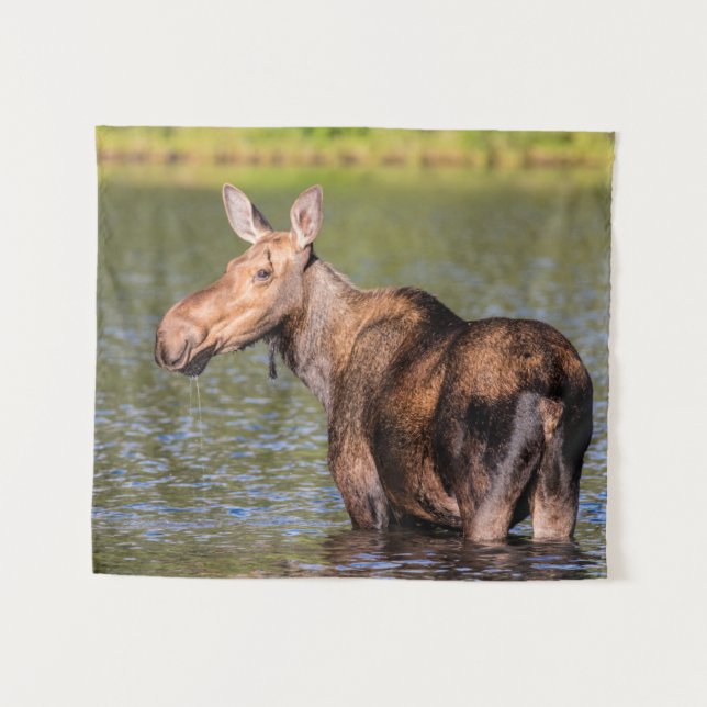 Tenture Moose Feeding in Glacier National Park, Montana (Devant (Horizontal))