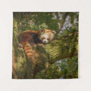 TENTURE PANDA ROUGE SUR BRANCHE ARBRE VERT