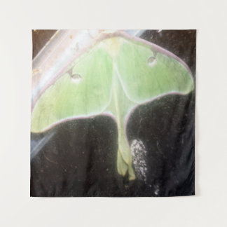 Tenture Papillon lune en gros plan