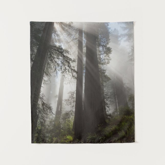 Tenture Parc national de Redwood Californie (Devant)