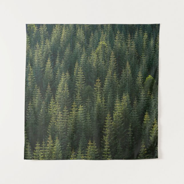 TENTURE PHOTOGRAPHIE AÉRIENNE DE LA FORÊT (Devant)