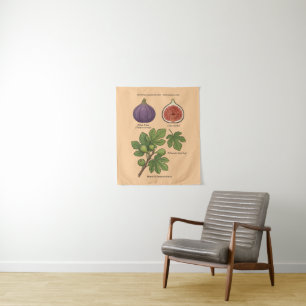 Tenture Planche Botanique Figue Ficus Carica