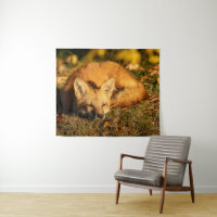 Renard Petit Endormi