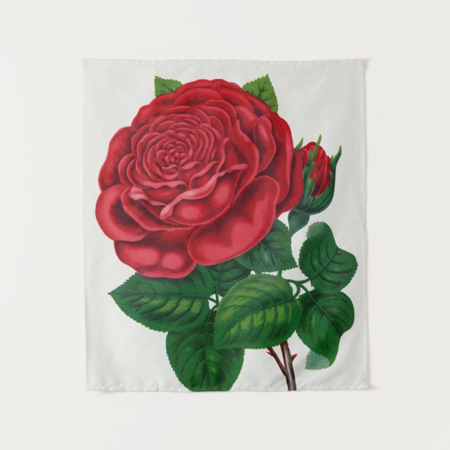 Tenture Rose Print Rochester Lithographing and Printing Co (Devant)
