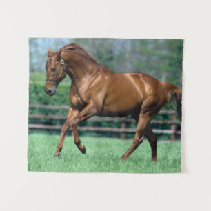 Tenture Thoroughbred Stallion, Irlande