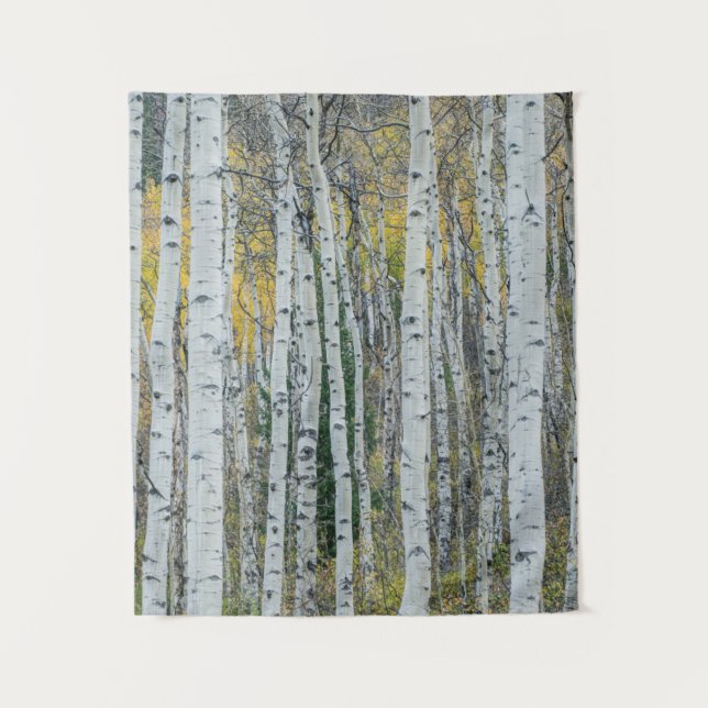 Tenture Troncs d'arbres de tremble | Aspen, Colorado (Devant)
