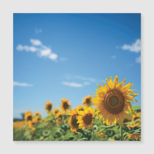 Terrain de tournesol