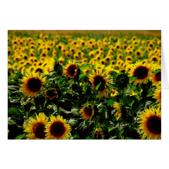 Terrain de tournesol (Devant horizontal)