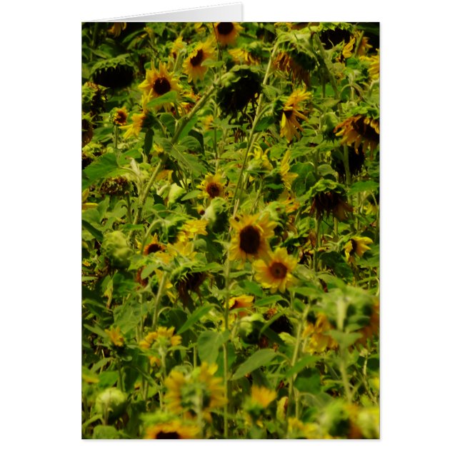 Terrain de tournesol (Devant)