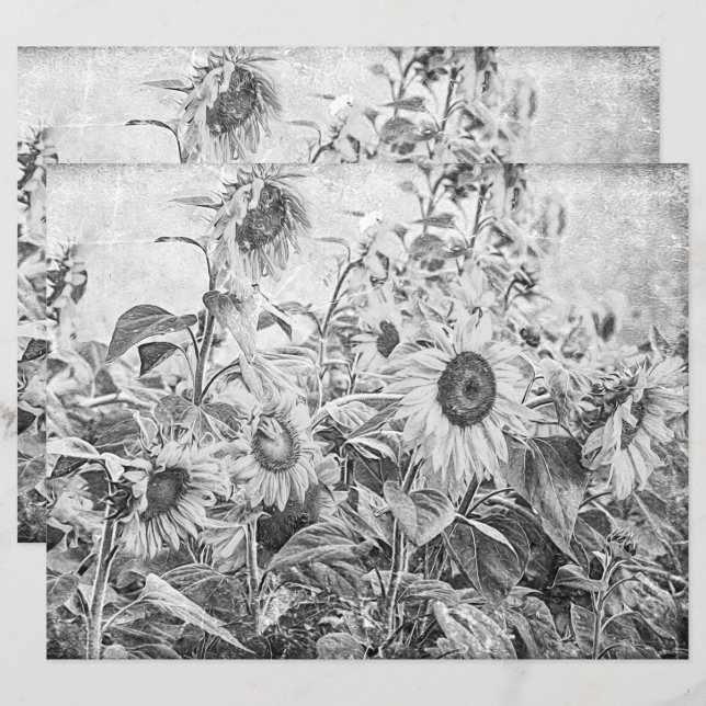 Terrain de tournesol Vintage Découpage noir et bla (Devant / Derrière)