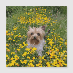 terrain Yorkshire Terrier
