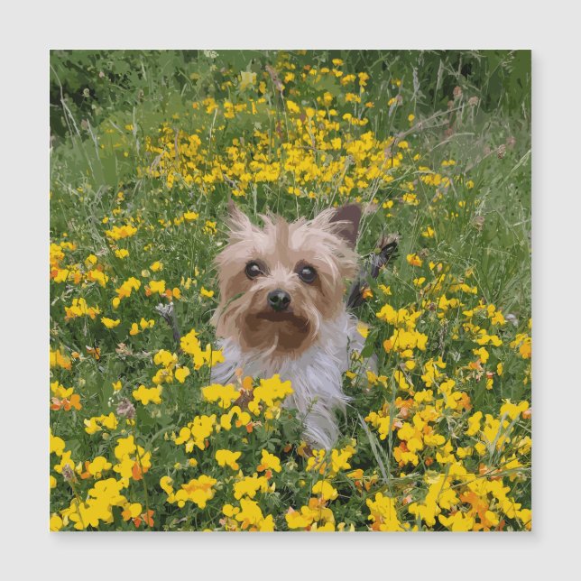 terrain Yorkshire Terrier (Devant)