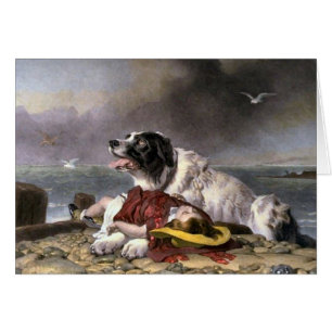 Terre-Neuve Dons Landseer sauvé