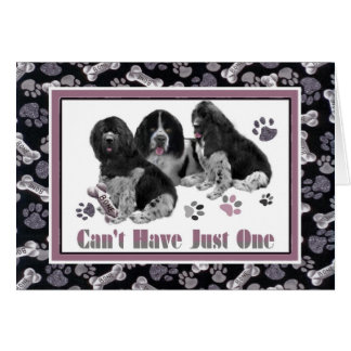 Terre-Neuve ne peut pas avoir juste un carde