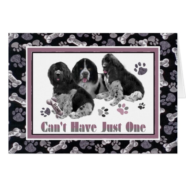 Terre-Neuve ne peut pas avoir juste un carde (Devant horizontal)