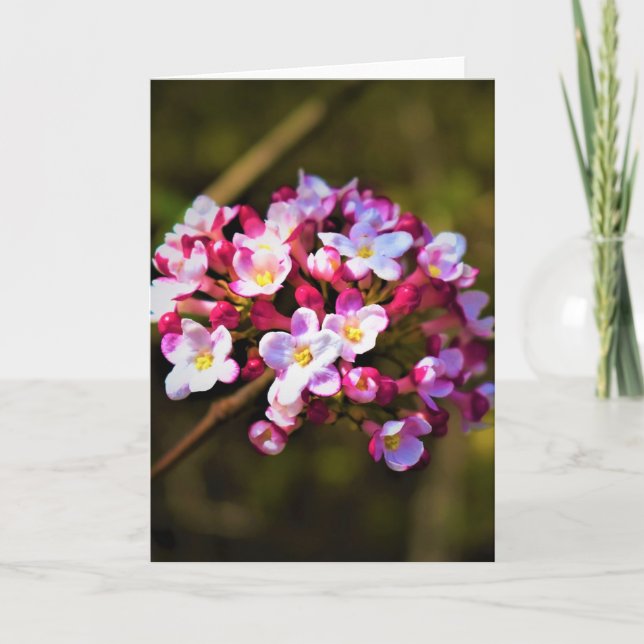 Terre verte, carte (Devant)