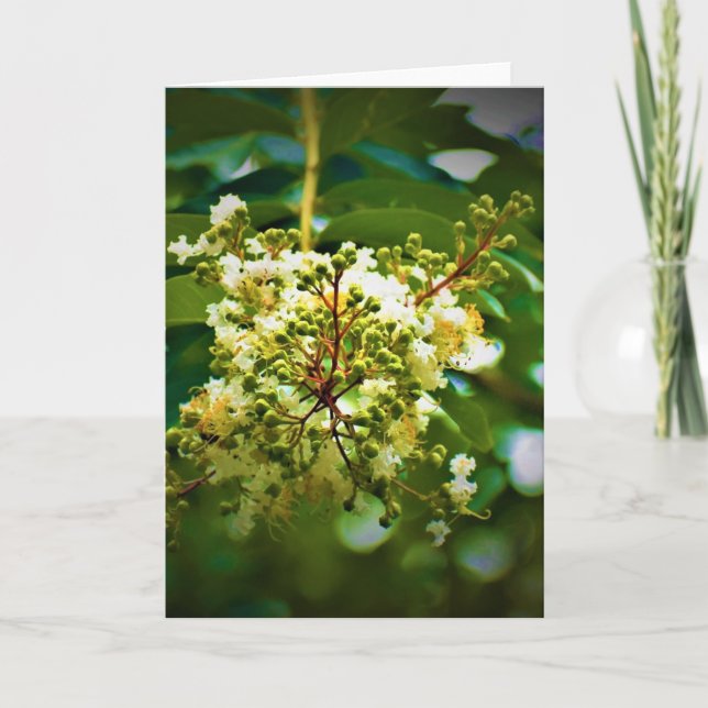 Terre verte, carte (Devant)