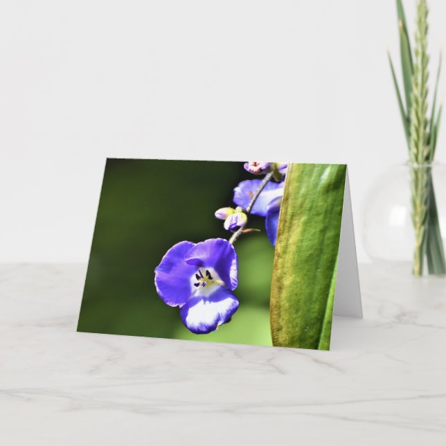 Terre verte, carte (Devant)