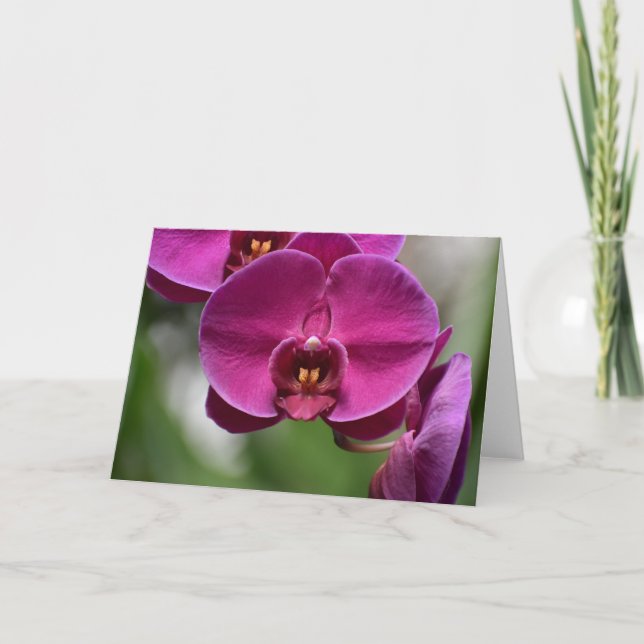 Terre verte, carte (Devant)