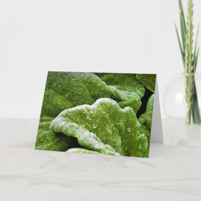 Terre verte, carte (Devant)