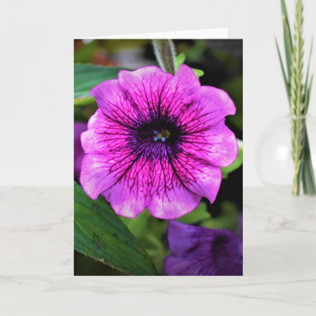 Terre verte, carte (Devant)