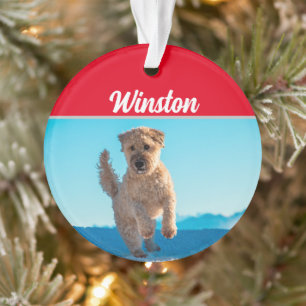 Terrier battu avec le nom et la photo Noël