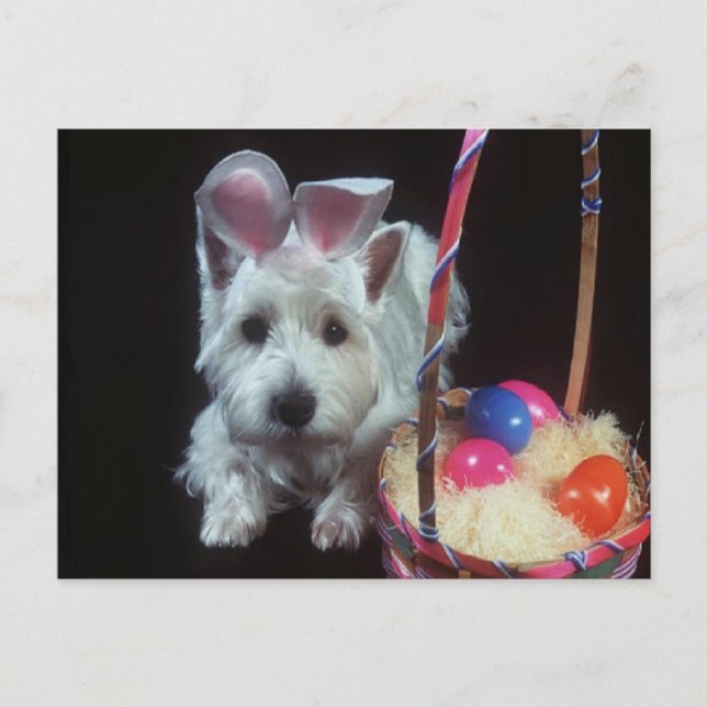Terrier Bunny - Carte postale (Devant)